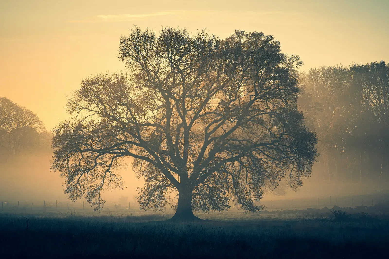 Einzelner Baum im Morgennebel bei goldenem Licht